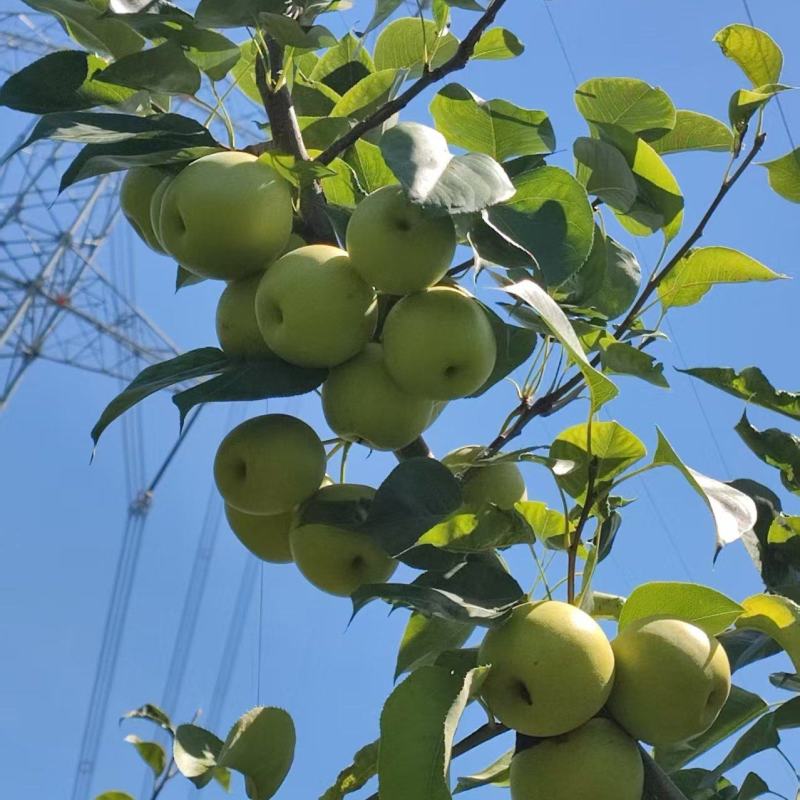 翠冠梨不多了，还有一两千斤，价格实惠，味道好