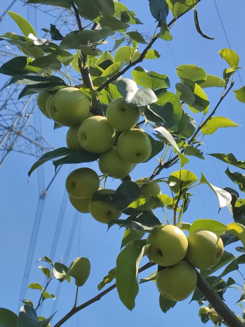 翠冠梨不多了，还有一两千斤，价格实惠，味道好