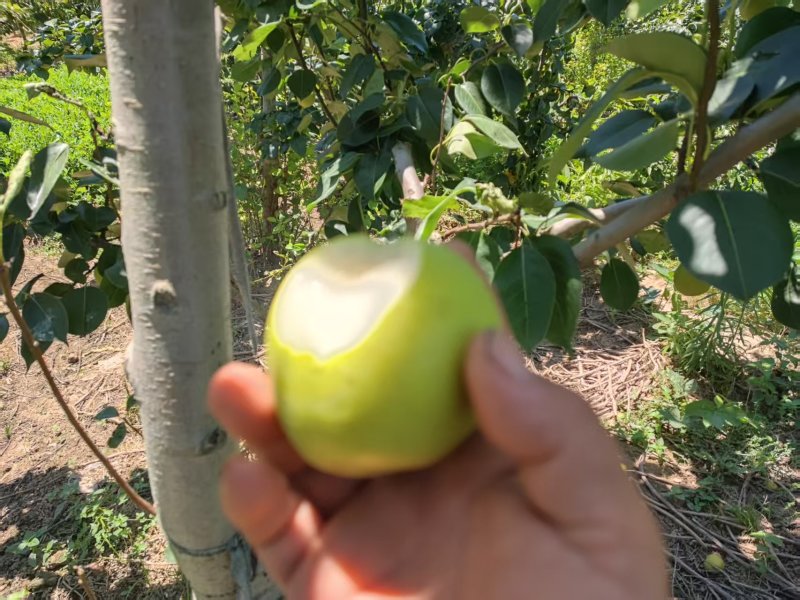 翠冠梨不多了，还有一两千斤，价格实惠，味道好