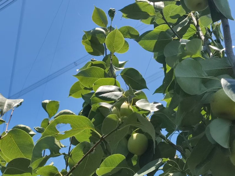 翠冠梨不多了，还有一两千斤，价格实惠，味道好