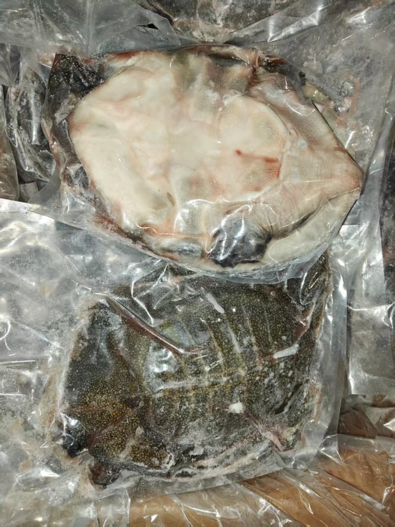 处理好的甲鱼