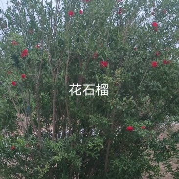 花石榴