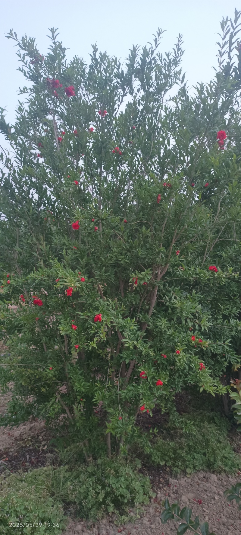 花石榴