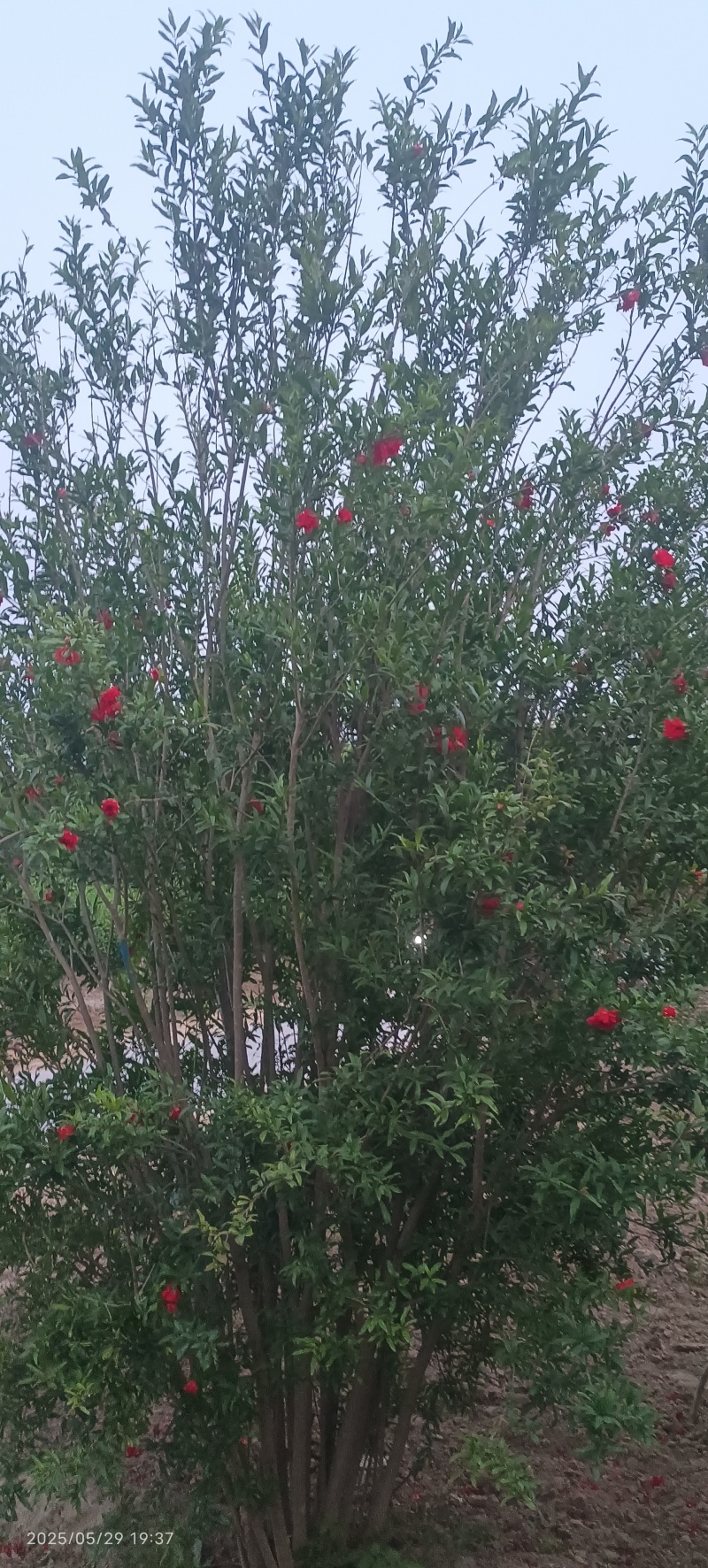 花石榴