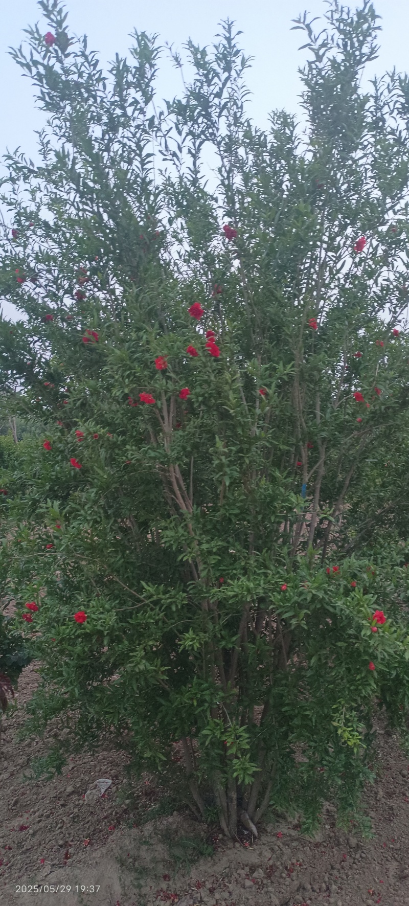 花石榴