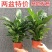 红掌室内绿植白掌盆栽一帆风顺鸿运当头易活花卉绿植特级红掌