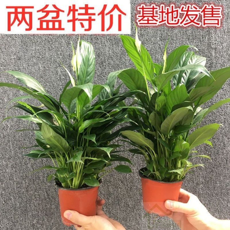 红掌室内绿植白掌盆栽一帆风顺鸿运当头易活花卉绿植特级红掌