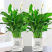 红掌室内绿植白掌盆栽一帆风顺鸿运当头易活花卉绿植特级红掌