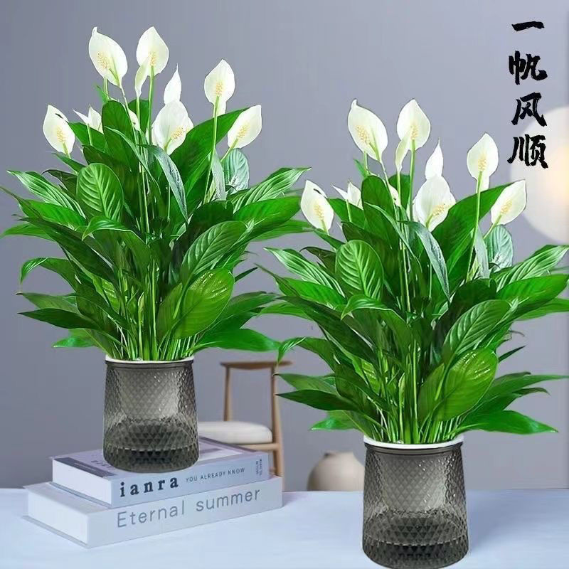 红掌室内绿植白掌盆栽一帆风顺鸿运当头易活花卉绿植特级红掌