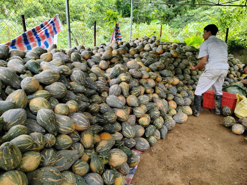 香芋兰瓜