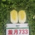 华耐羞月733娃娃菜种子，早熟大颗，筒型叠抱芯黄春秋两用
