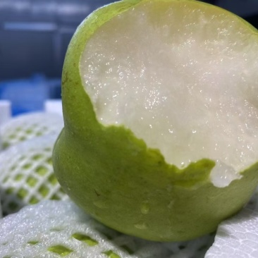 罗江翠冠梨