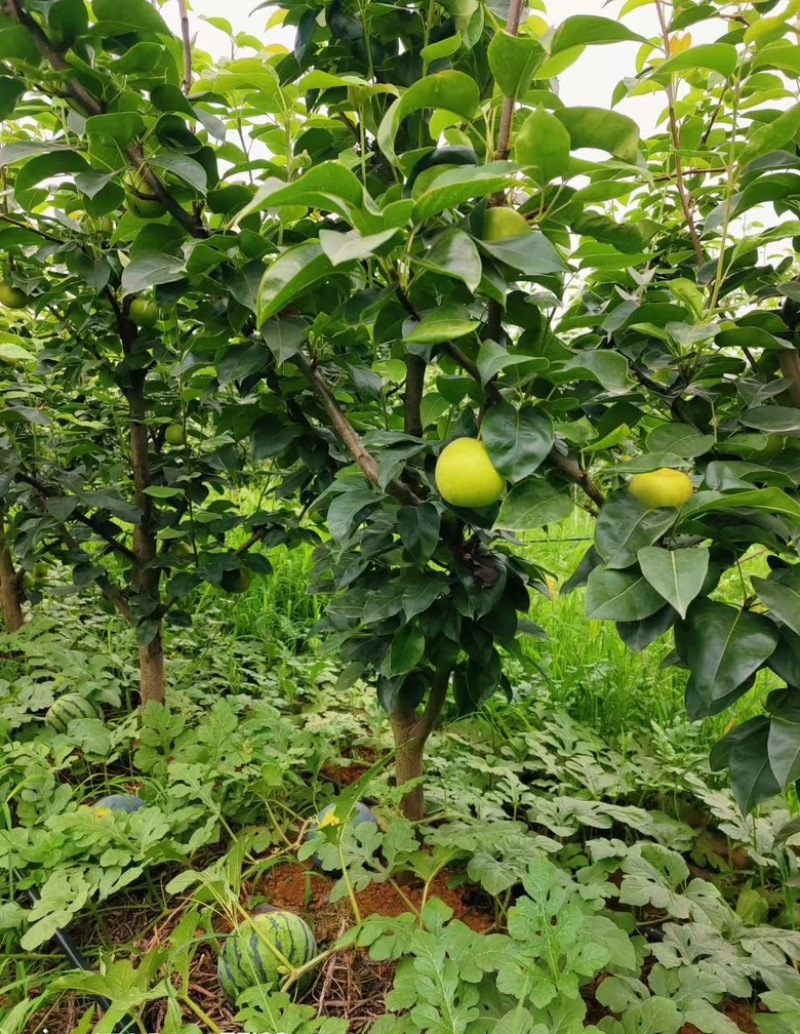 罗江翠冠梨