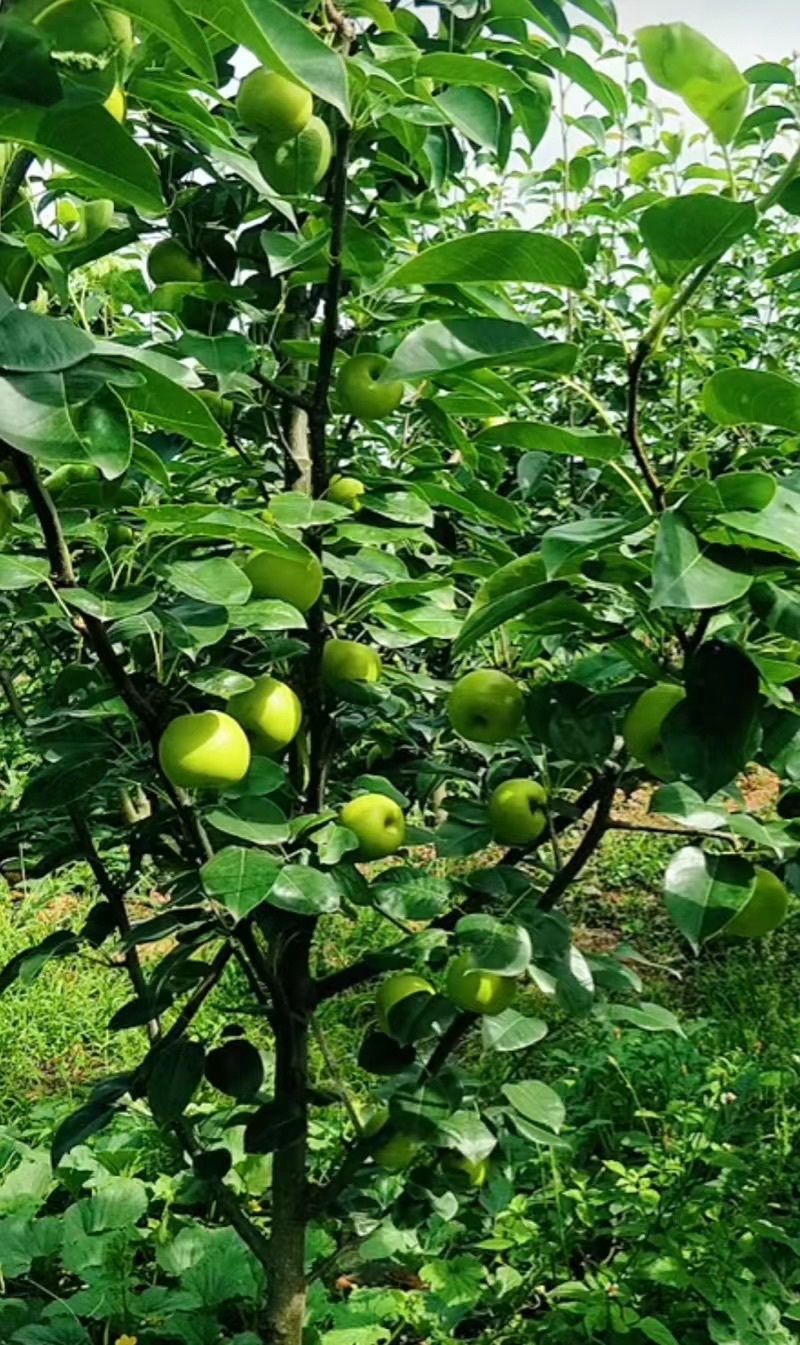 罗江翠冠梨