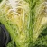 精品牛心甘蓝香脆清甜～整车发货高山冷凉蔬菜