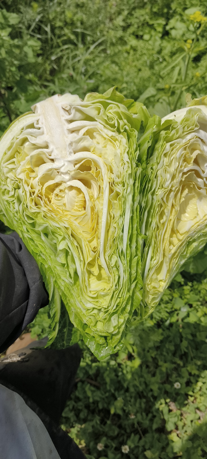 精品牛心甘蓝香脆清甜～整车发货高山冷凉蔬菜