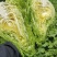 精品牛心甘蓝香脆清甜～整车发货高山冷凉蔬菜