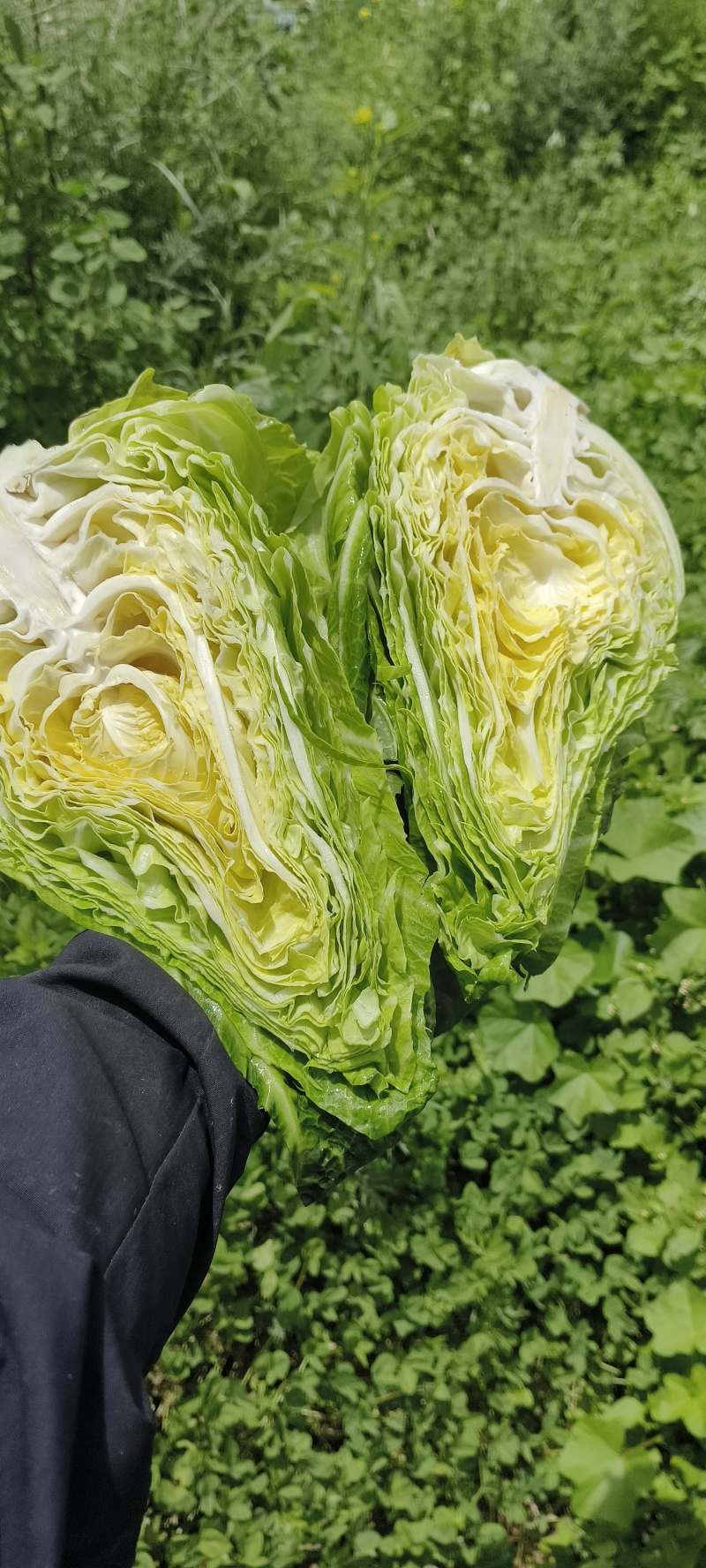 精品牛心甘蓝香脆清甜～整车发货高山冷凉蔬菜