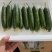 河南焦作水果小黄瓜大量供应中，代发全国，欢迎合作。