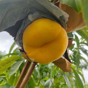 蟠桃即将大量上市