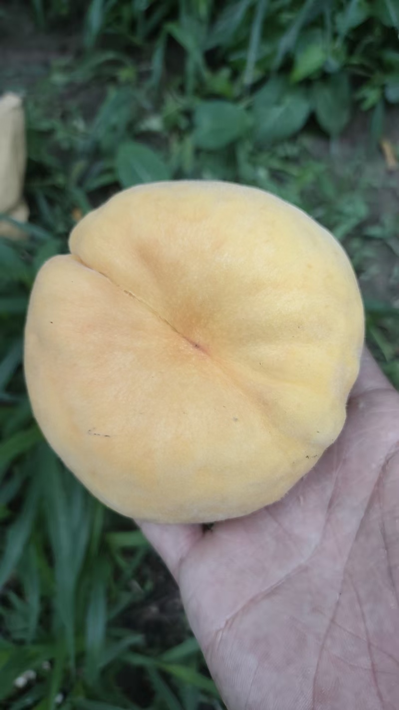 蟠桃即将大量上市
