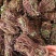 鸡骨草老水货，全太阳自然新鲜晒干靓货，煲茶，煲汤，