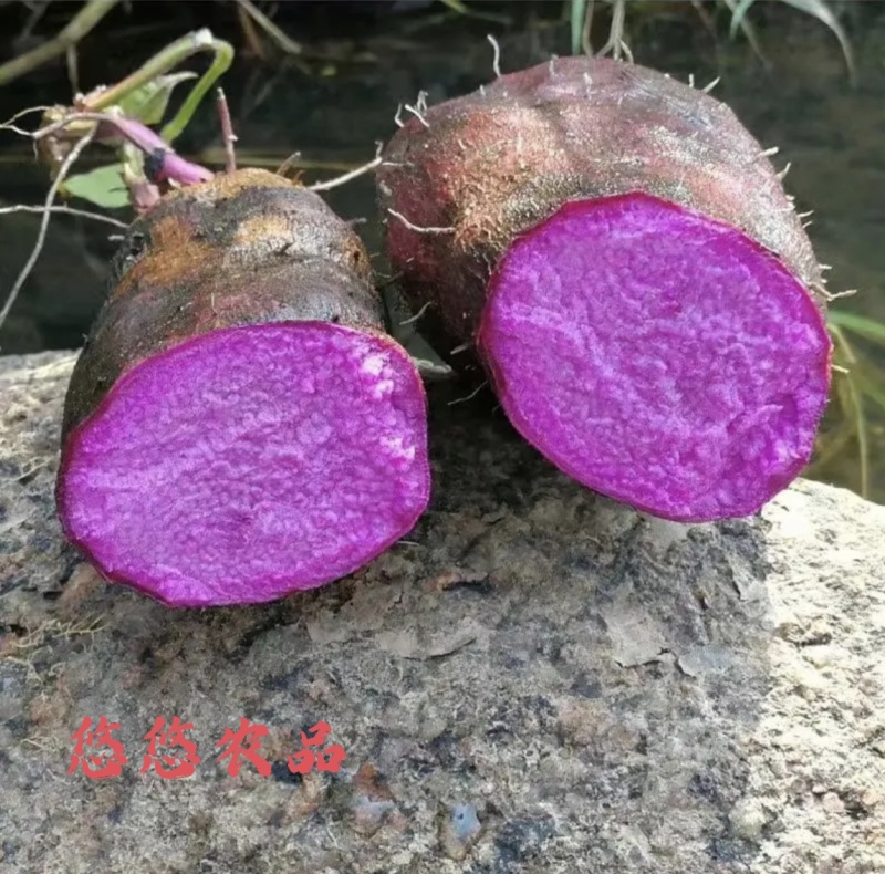 脚板薯又称大薯