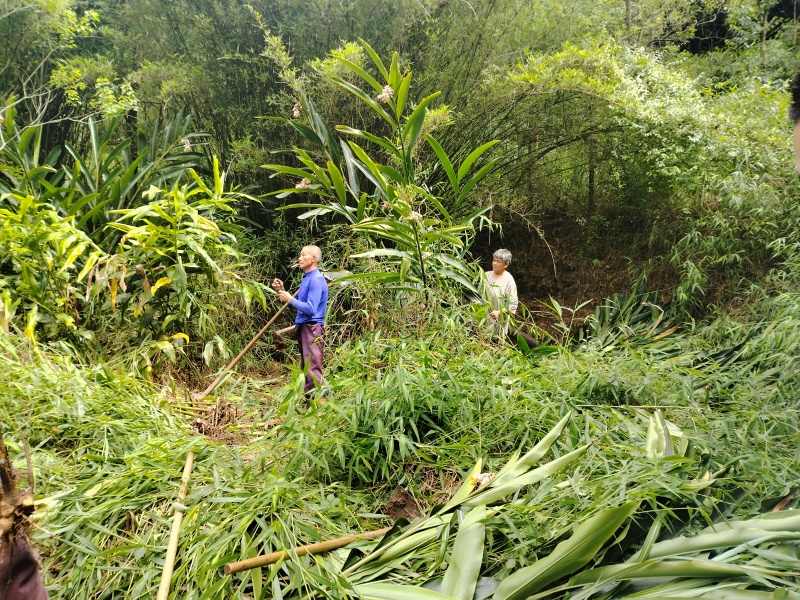 香砂仁苗