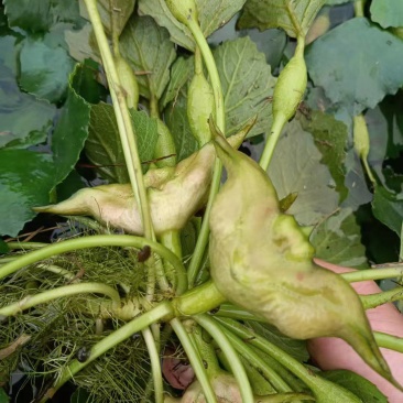 新鲜嫩菱角