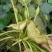 新鲜嫩菱角