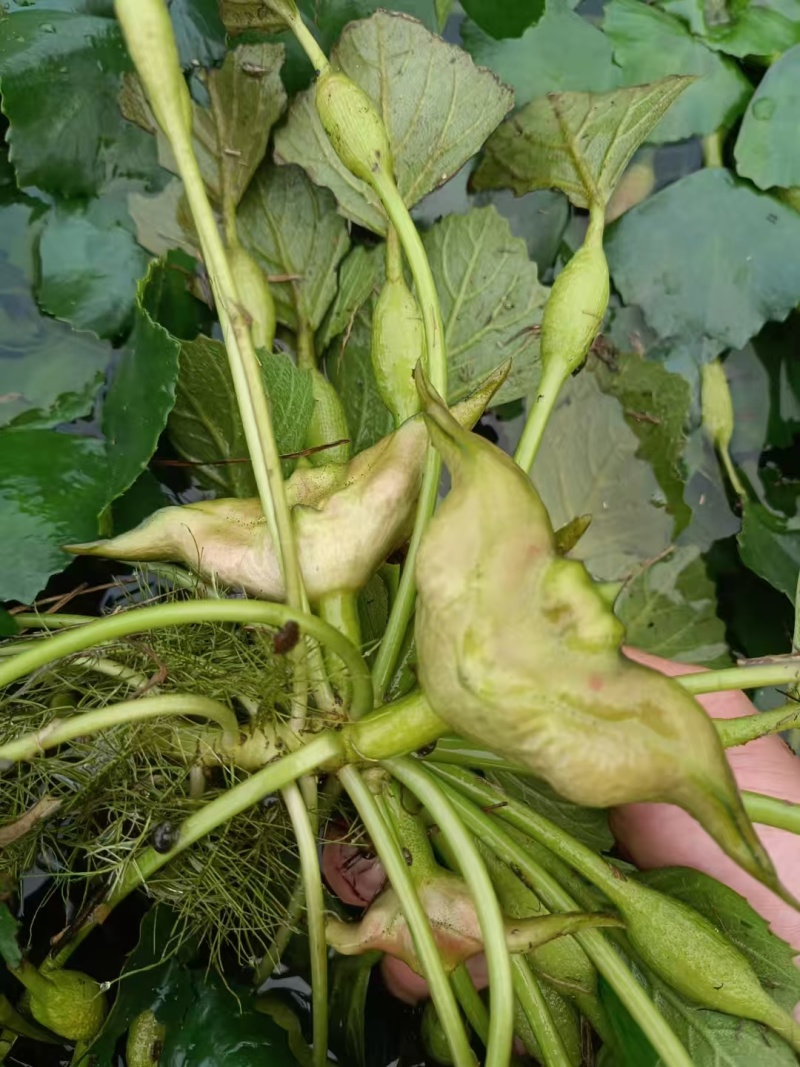 新鲜嫩菱角
