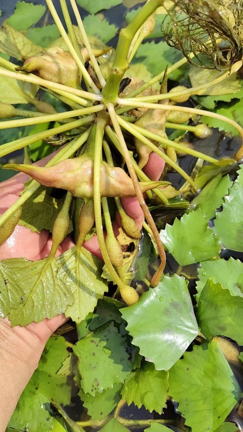 新鲜嫩菱角