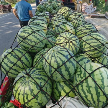 精品美都西瓜大量上市欢迎各位老板来电洽谈诚信经营