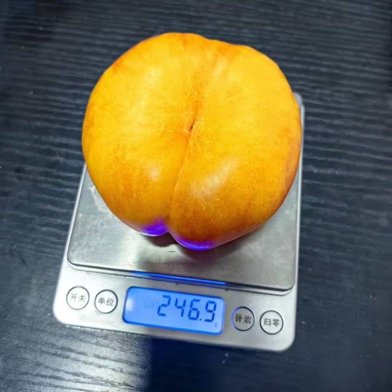河北省石家庄晋州市大量蟠桃九下树