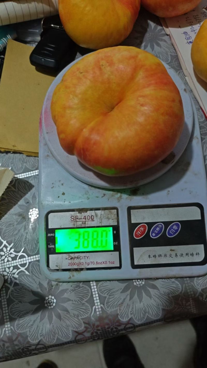 河北省石家庄晋州市大量蟠桃九下树