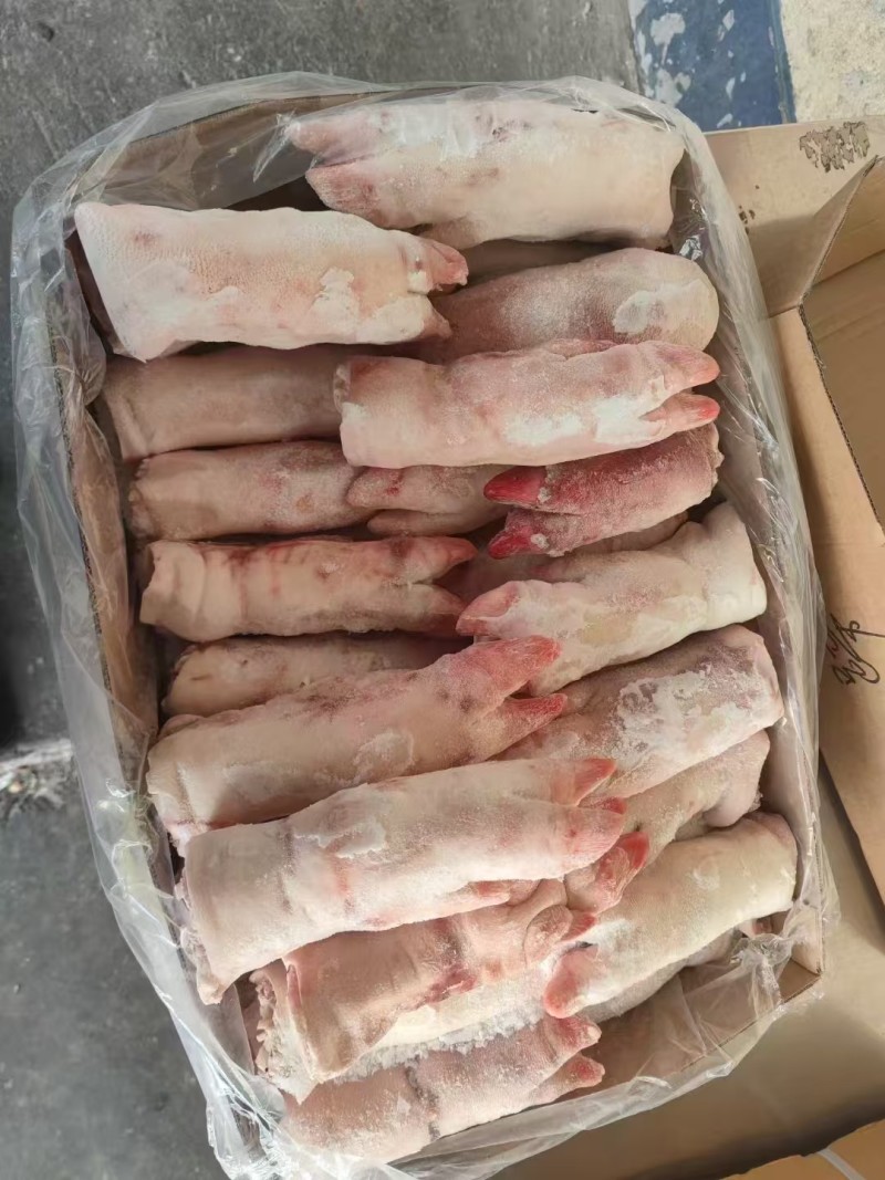 母猪二级带筋蹄
