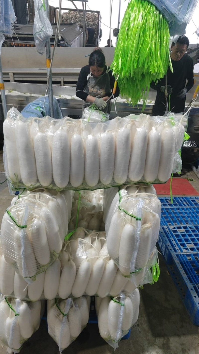 陕西精品白萝卜，四排，五排三排，工厂货全年有货