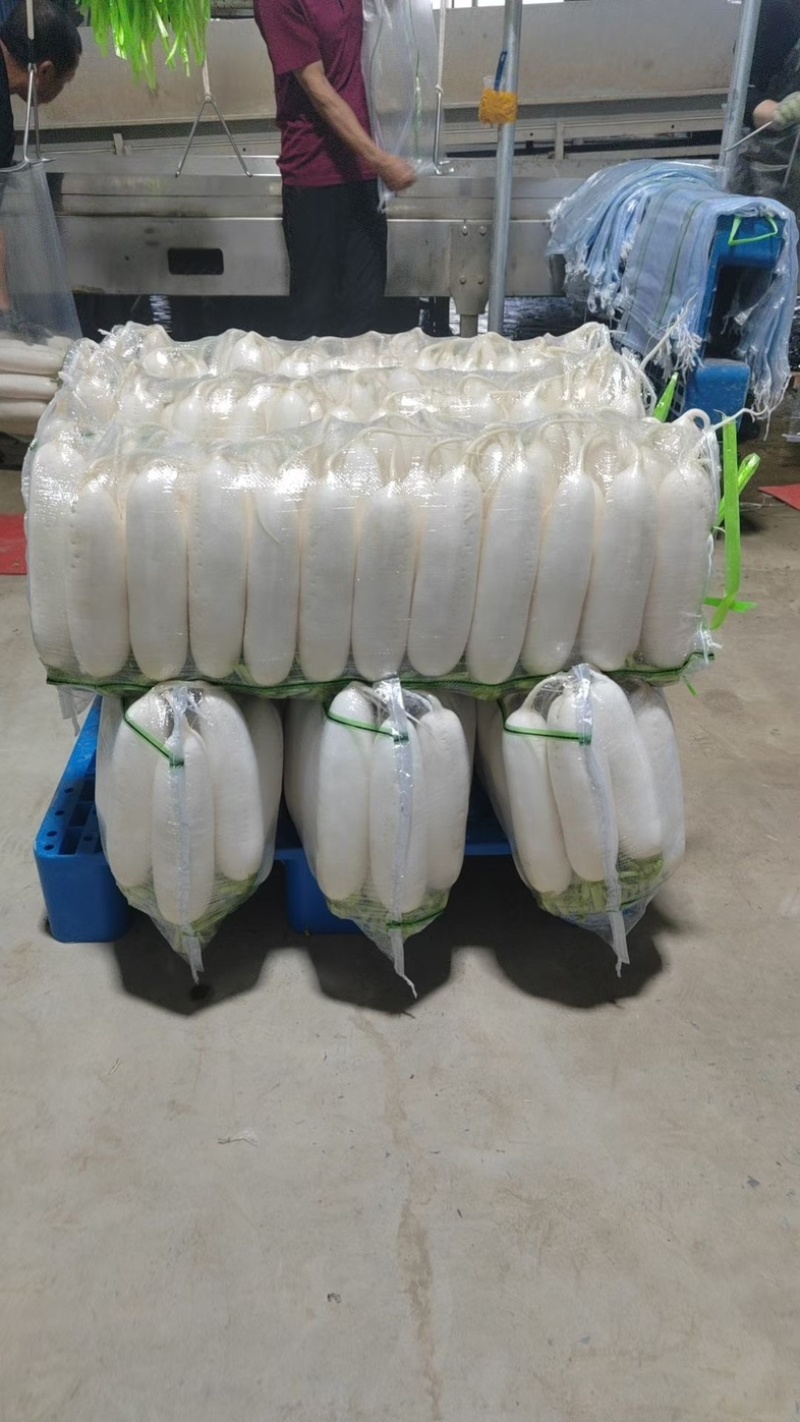 陕西精品白萝卜，四排，五排三排，工厂货全年有货