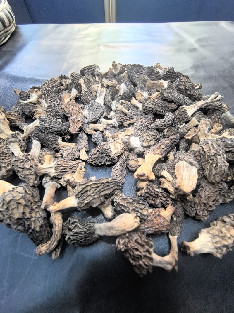 四川白玉县羊肚菌