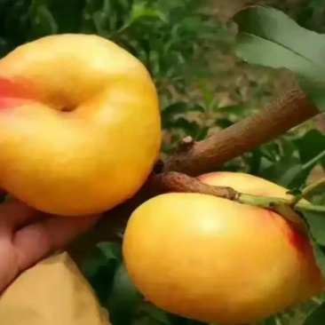 早金霞油桃