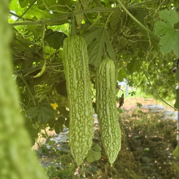 千亩苦瓜大量上市需要货源及一件代发的联系我