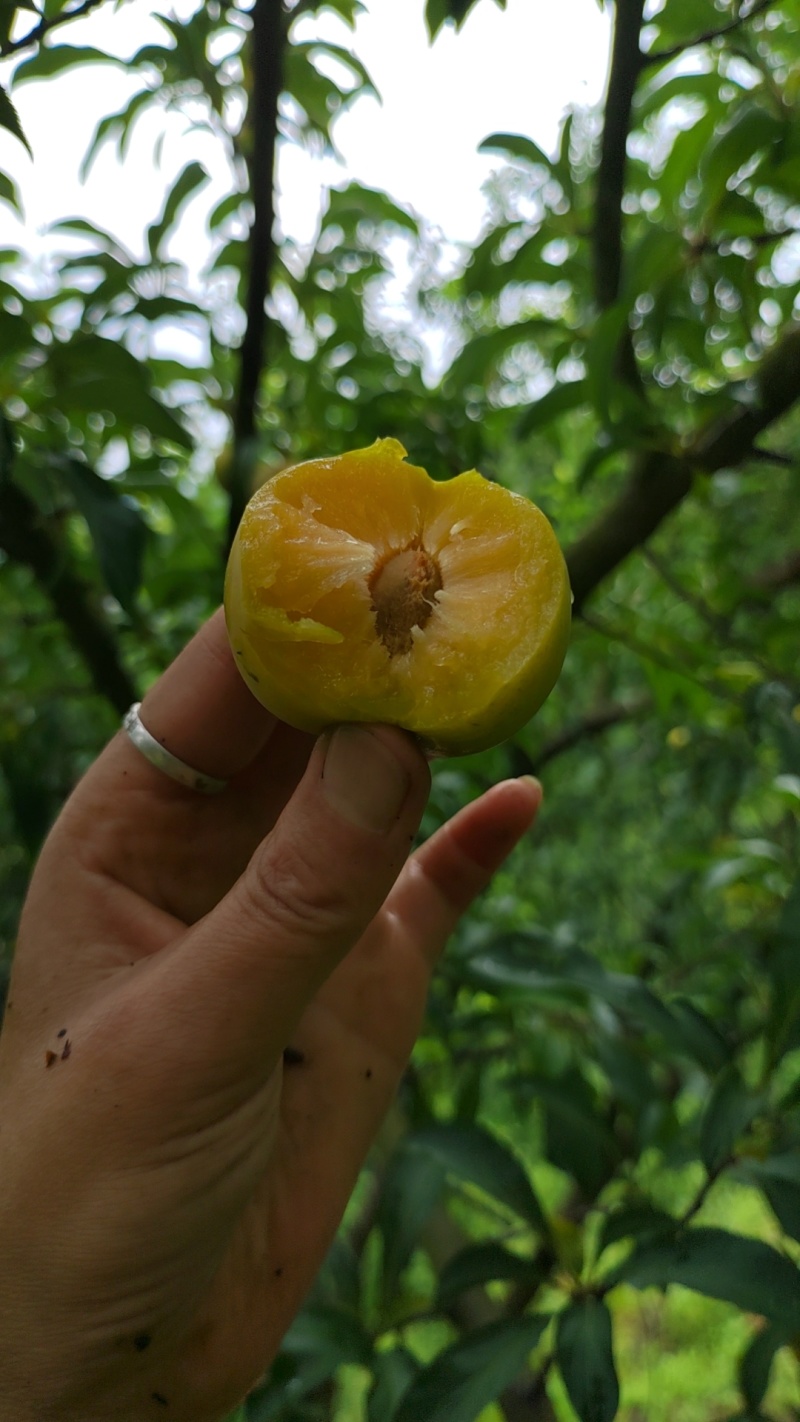 蜂糖李