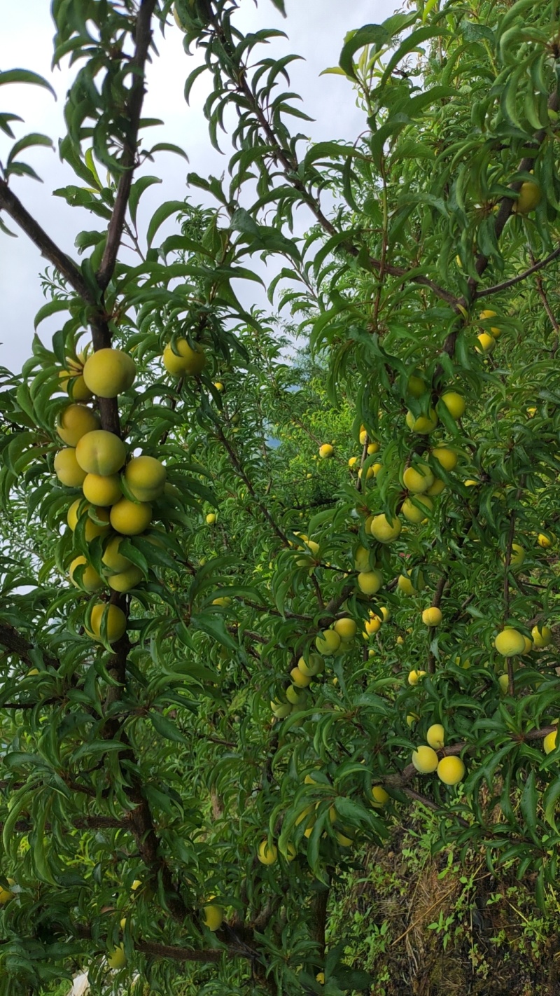 蜂糖李