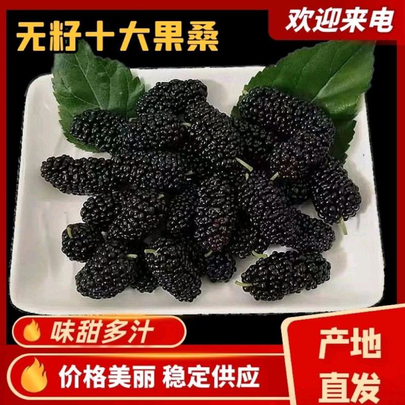 【荐】桑树苗无籽大十两年苗果桑苗台湾四季桑葚苗产地发货