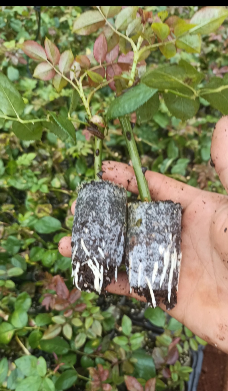 墨红玫瑰