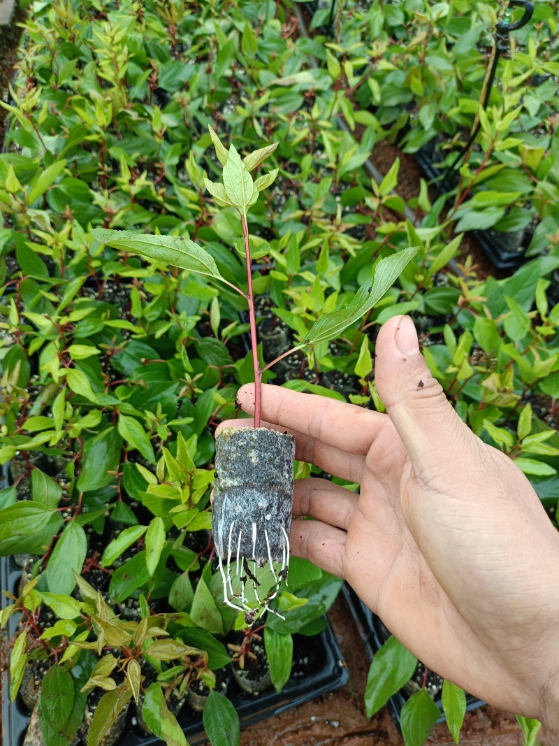 美洲茶