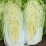 黄心白菜大量上市