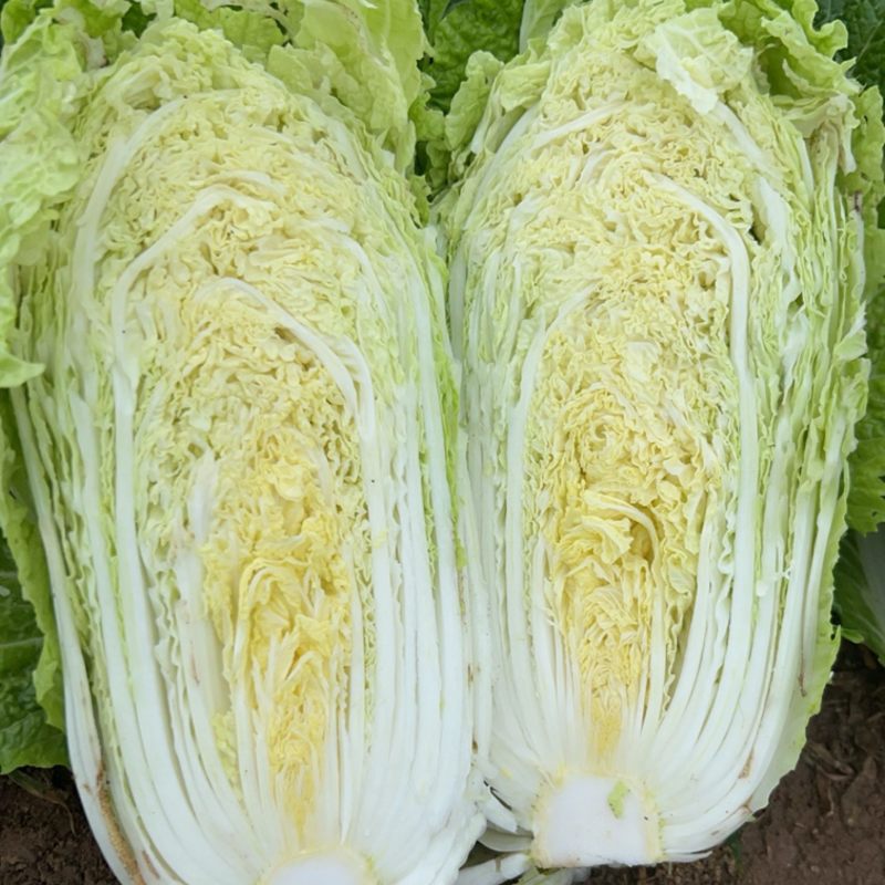 黄心白菜大量上市