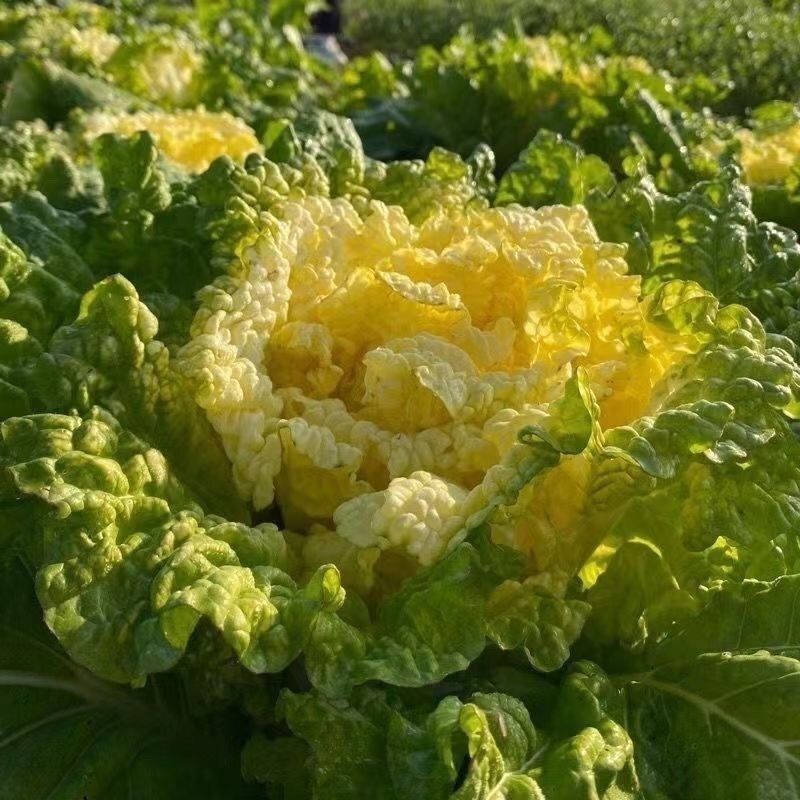 青硕小矮狮黄心大白菜种子中狮头蔬菜种口感好中熟高产抗病