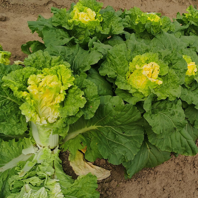 青硕小矮狮黄心大白菜种子中狮头蔬菜种口感好中熟高产抗病